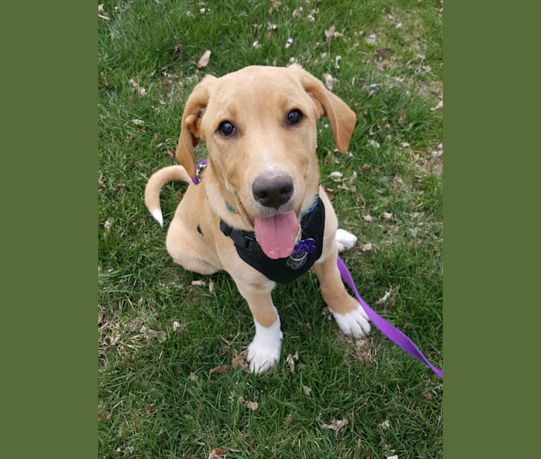 Izzy, a Labrador Retriever and Treeing Walker Coonhound mix tested with EmbarkVet.com