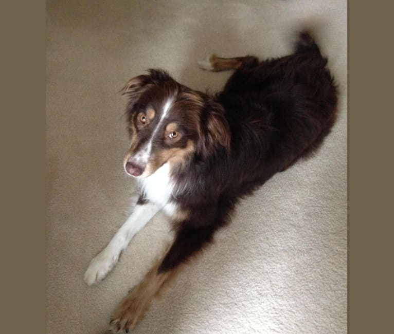 Bodie, an Australian Shepherd and Border Collie mix tested with EmbarkVet.com