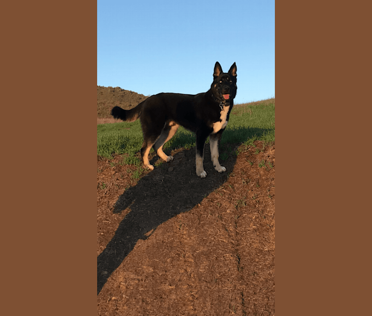 Indica, a Siberian Husky and German Shepherd Dog mix tested with EmbarkVet.com