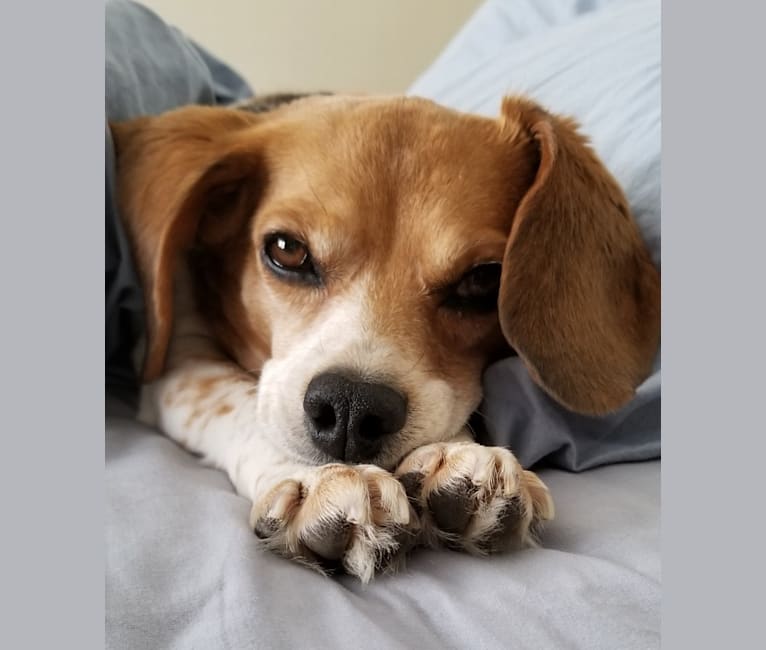 Photo of Libby, a Beagle  in St Paul, Minnesota, USA