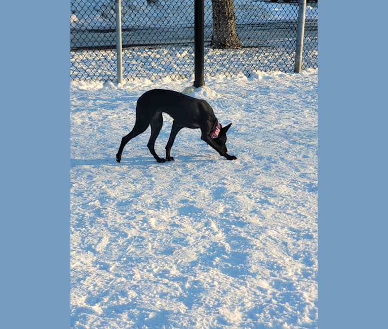 Truffa, an Eastern European Village Dog tested with EmbarkVet.com