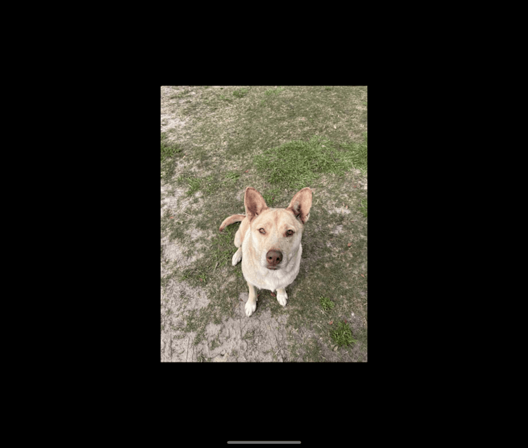 Duke, an American Pit Bull Terrier and Siberian Husky mix tested with EmbarkVet.com