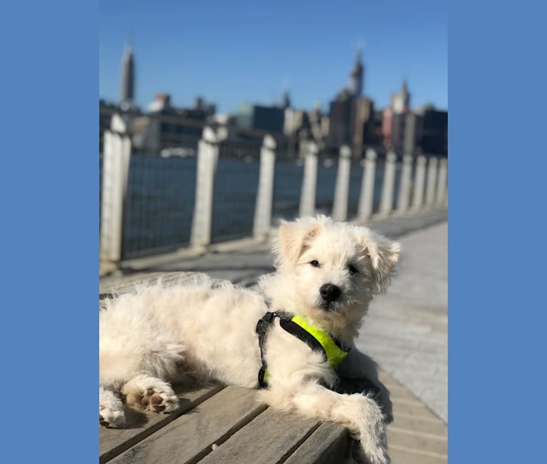 Photo of Linkin, a Pumi  in Jacksonville, FL, USA
