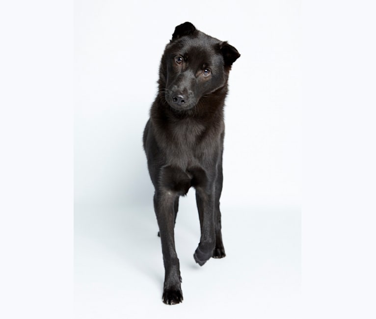 Baloo Stern, a Hong Kong Village Dog tested with EmbarkVet.com