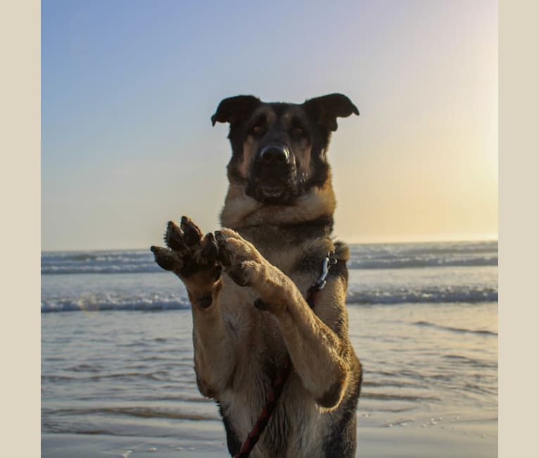 Leo, a German Shepherd Dog and Neapolitan Mastiff mix tested with EmbarkVet.com