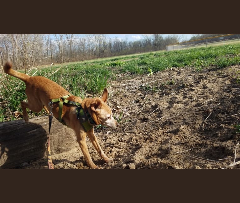 Cricket, a Miniature Pinscher and Beagle mix tested with EmbarkVet.com