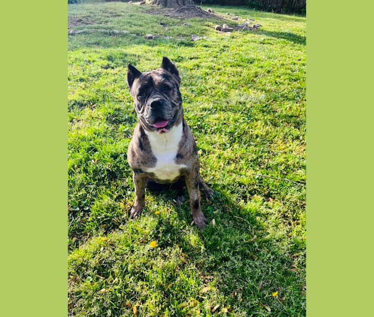 Photo of Oreo, a Bulldog, Boxer, French Bulldog, American Staffordshire Terrier, and Mixed mix in California, USA