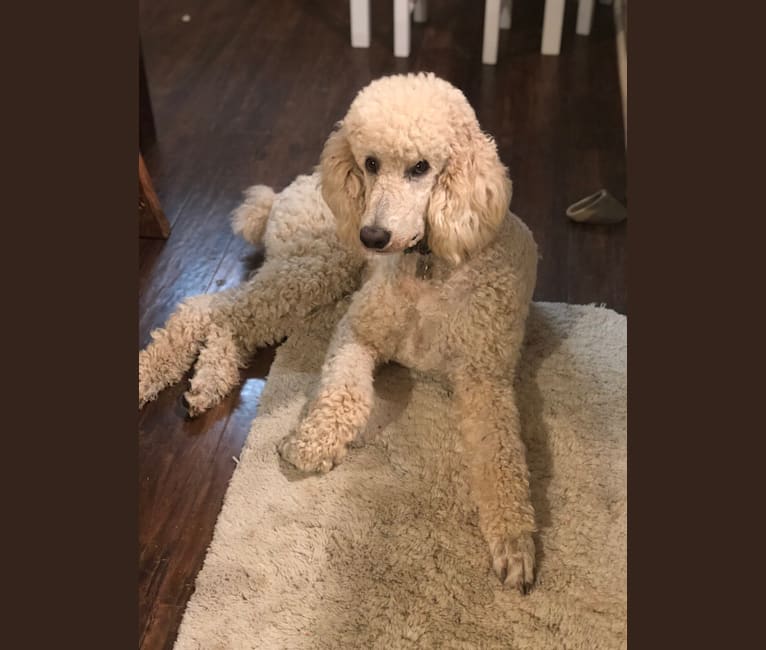 Fat standard poodle on sale