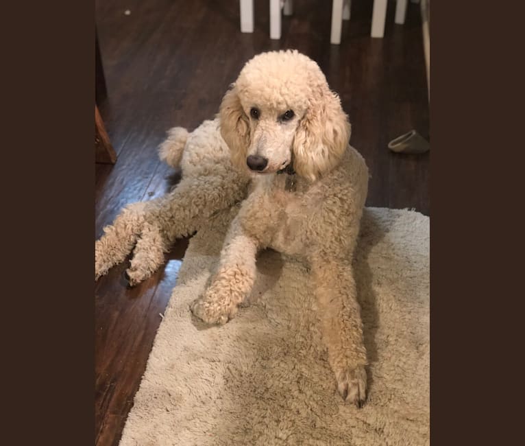 Sir Stud Kasier Luddeke, a Poodle (Standard) tested with EmbarkVet.com