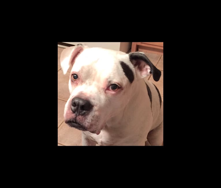 Photo of Charlie, an American Pit Bull Terrier, American Bulldog, and Boxer mix in North Carolina, USA