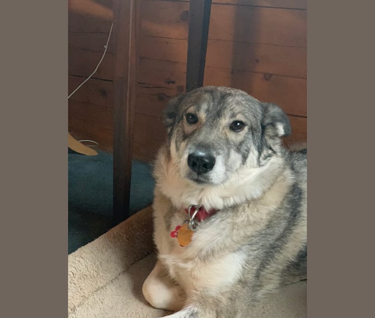 Mazie, a Norwegian Elkhound and Siberian Husky mix tested with EmbarkVet.com