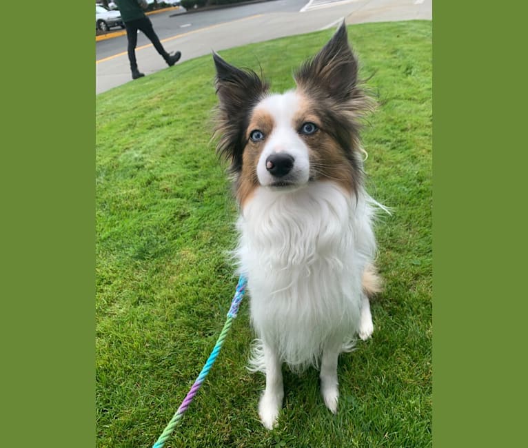 Pico, a Border Collie and Papillon mix tested with EmbarkVet.com