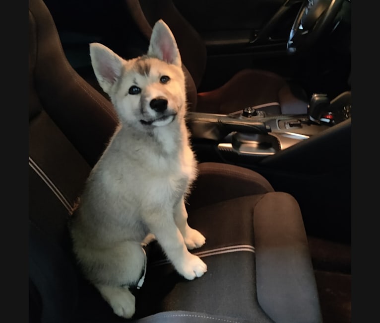 Zima, a Siberian Husky and German Shepherd Dog mix tested with EmbarkVet.com