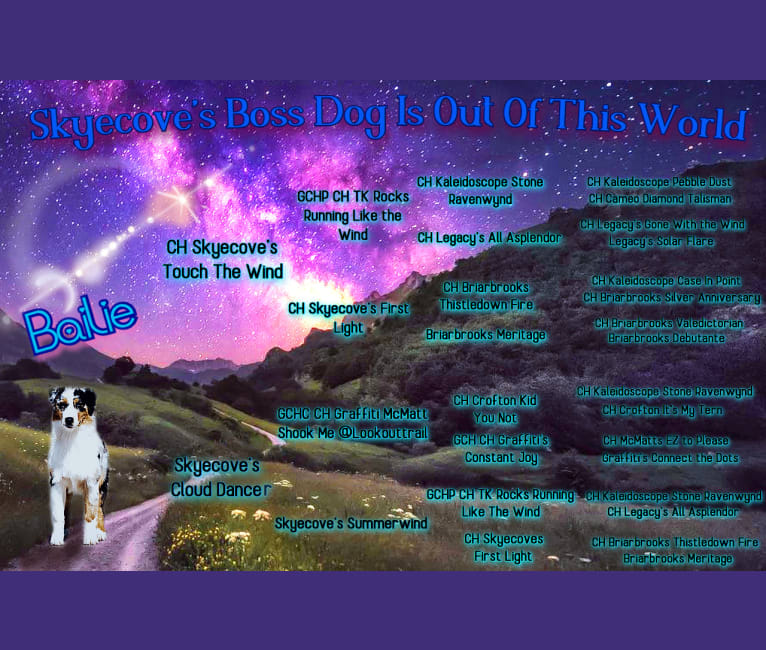 Bailie (Skyecoves Boss Dog is Out Of This World), an Australian Shepherd Group tested with EmbarkVet.com