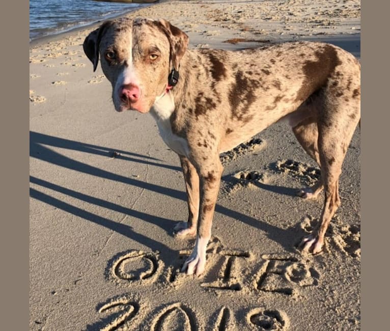 Catahoula bully mix top