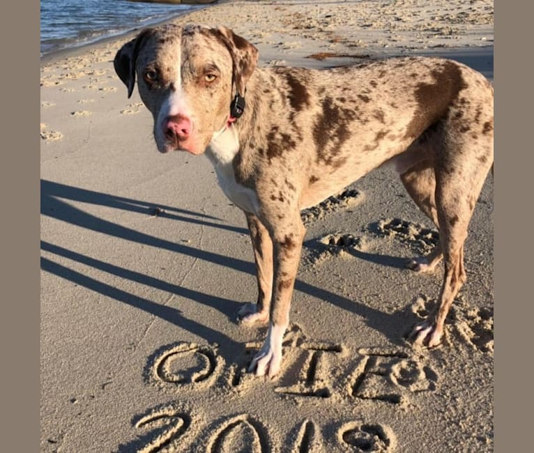 Opie Cunningham, a Catahoula Leopard Dog and American Bully mix tested with EmbarkVet.com