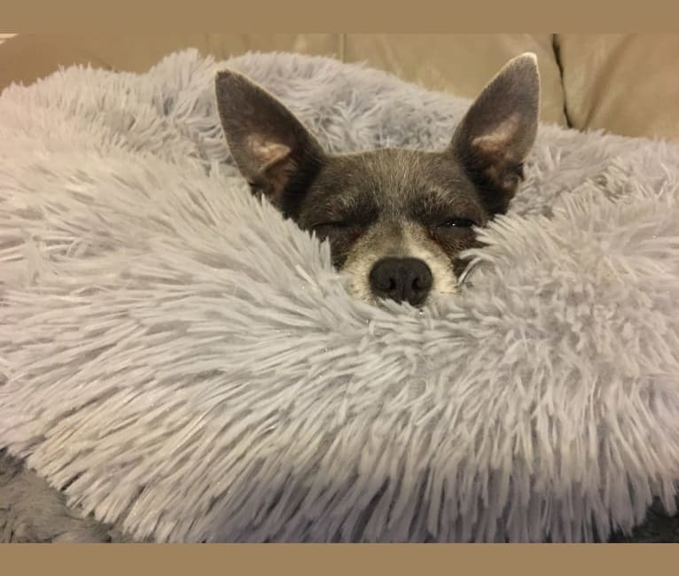 Yapa Roo, a Chihuahua and Rat Terrier mix tested with EmbarkVet.com
