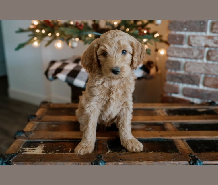 Spritz Bella, a Goldendoodle tested with EmbarkVet.com