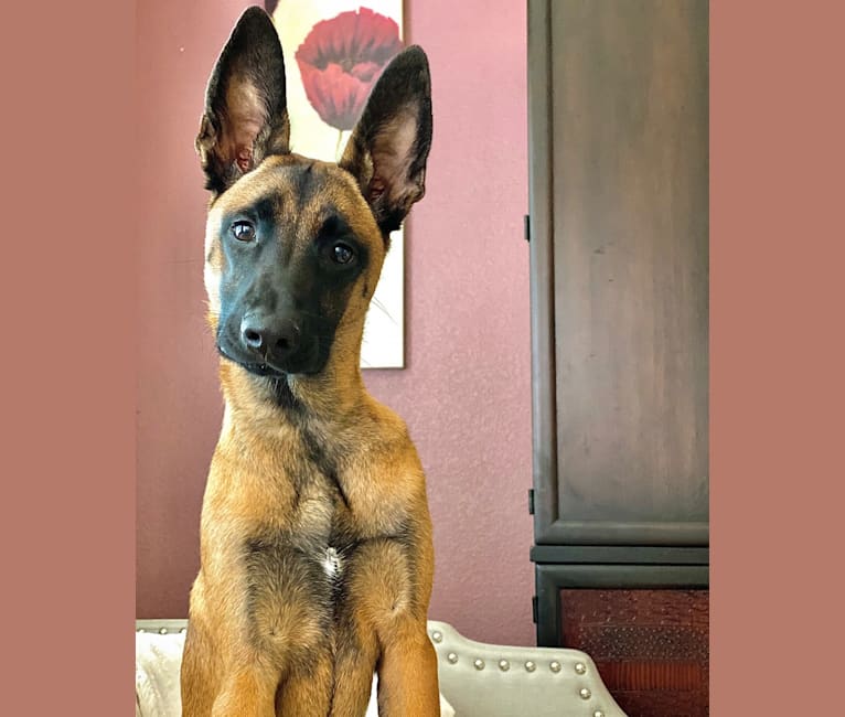 Embark Dog DNA Test Breed