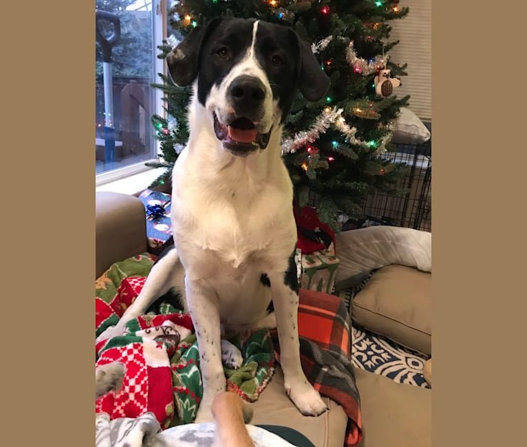 Theodore Ellington, an American Pit Bull Terrier and Siberian Husky mix tested with EmbarkVet.com