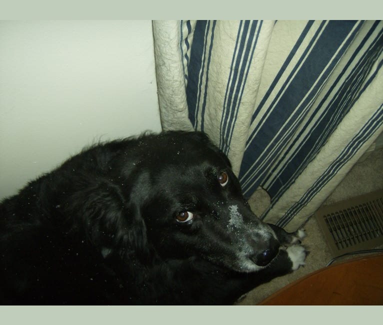 Sophie, a Rat Terrier and Labrador Retriever mix tested with EmbarkVet.com
