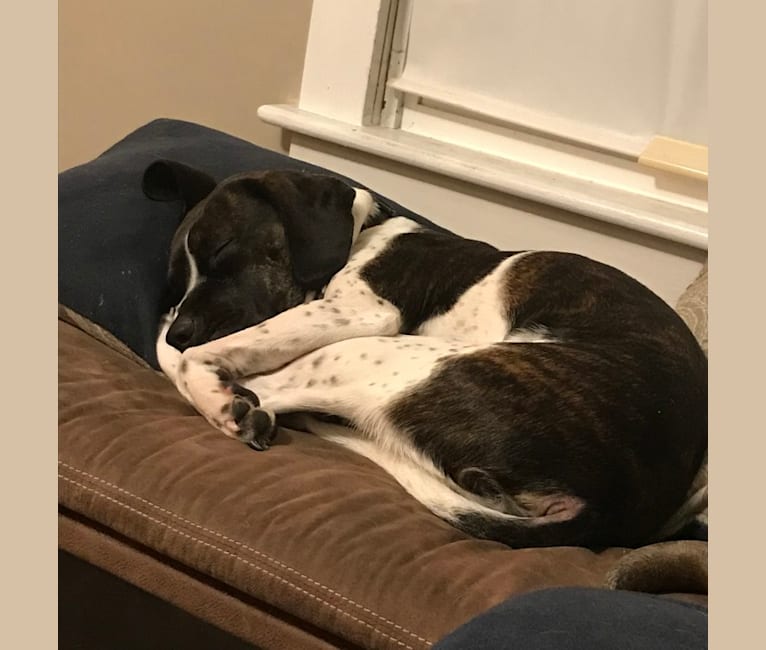 Smudge, a Golden Retriever and Boston Terrier mix tested with EmbarkVet.com