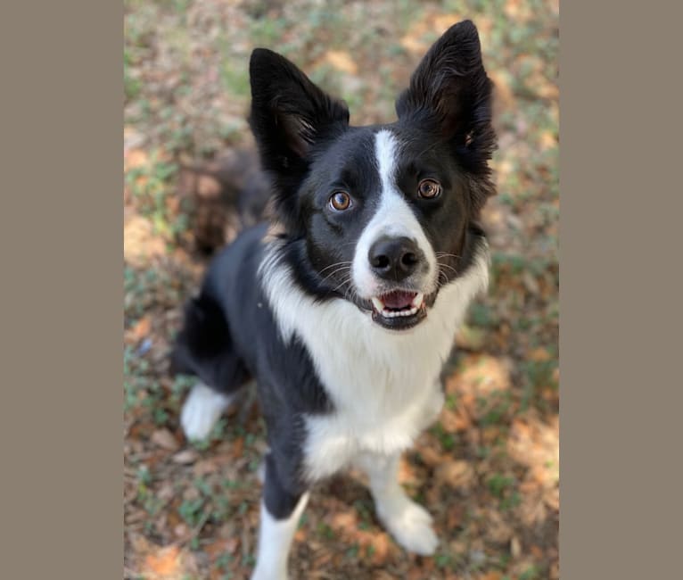 Shine On’s A Great Deal of Bravery “Neville”, a Border Collie tested with EmbarkVet.com