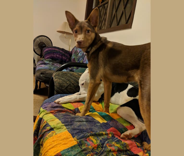 Rat terrier chow hot sale mix