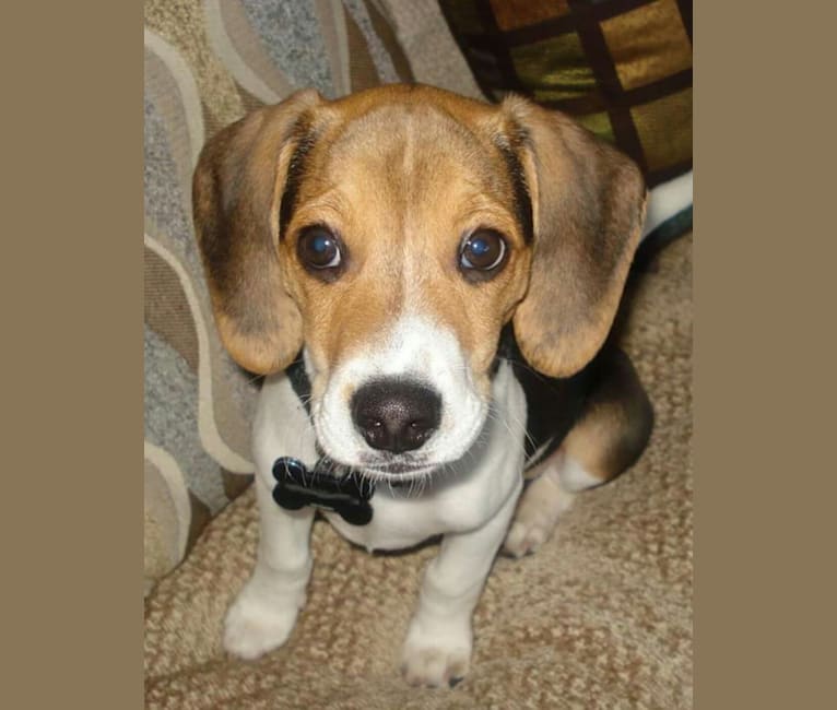 Edward, a Beagle and Russell-type Terrier mix tested with EmbarkVet.com