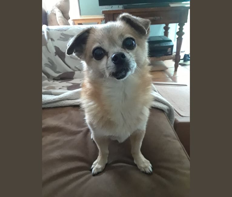 Maisie, a Pekingese and Chihuahua mix tested with EmbarkVet.com