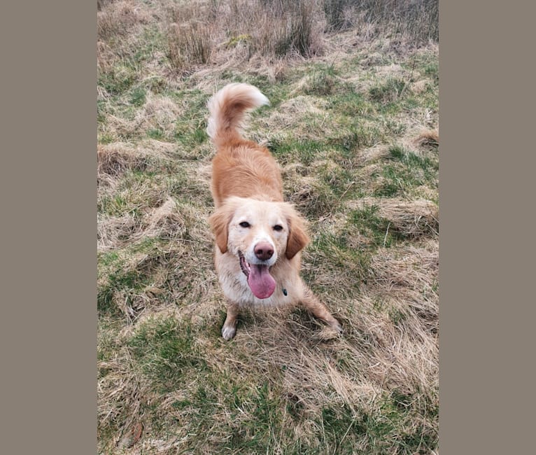 Olive, an Eastern European Village Dog tested with EmbarkVet.com