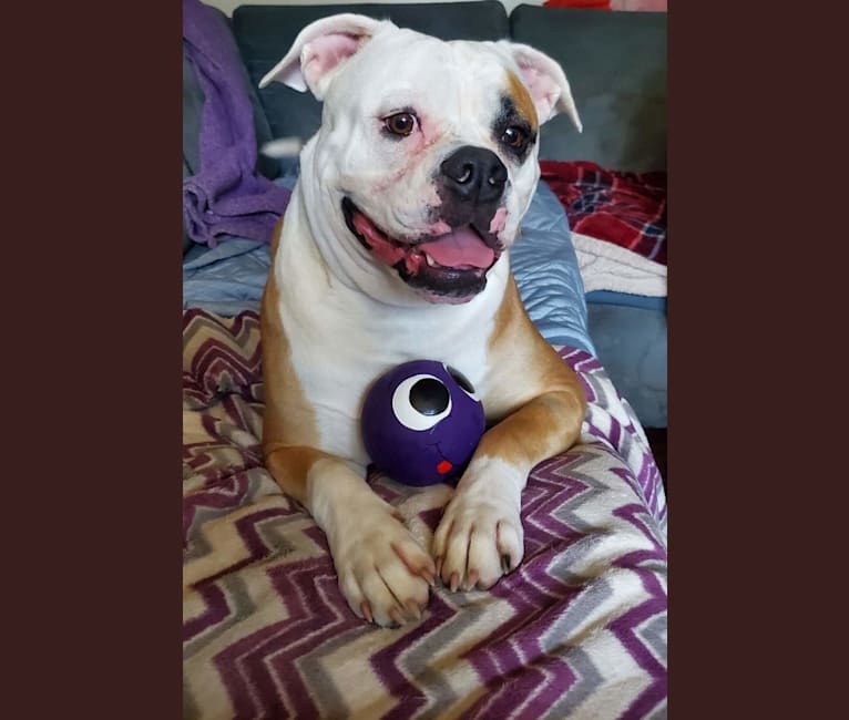 Piper, an American Bulldog tested with EmbarkVet.com