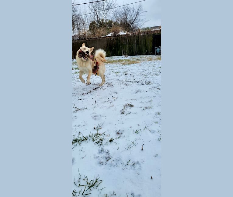 Photo of Linus, a German Shepherd Dog and Great Pyrenees mix in Burleson, Texas, USA