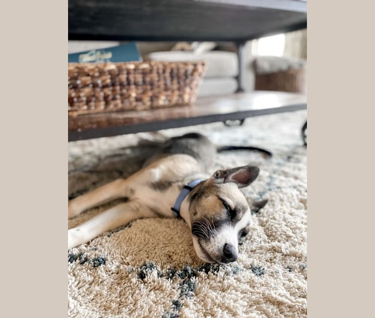 Photo of Teddy, an American Pit Bull Terrier, German Shepherd Dog, Australian Shepherd, Siberian Husky, and Great Pyrenees mix in Colorado, USA
