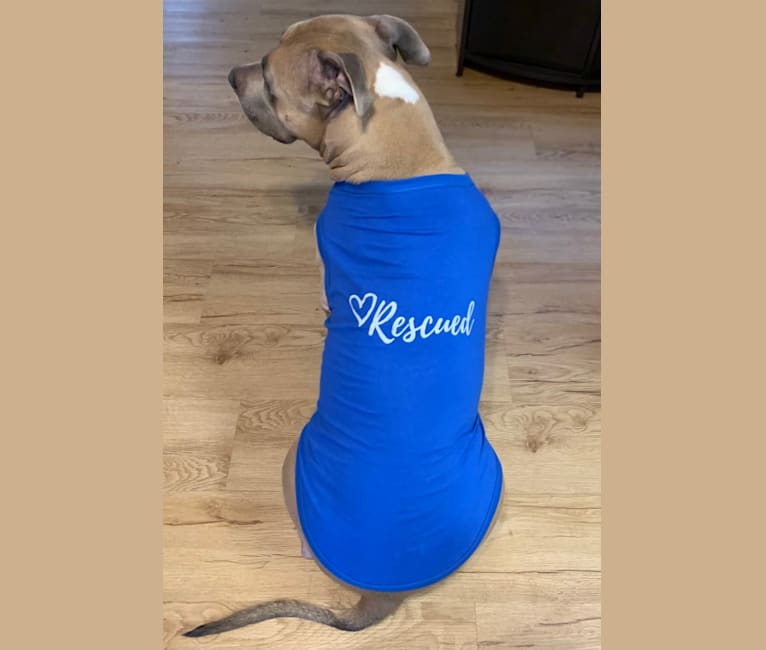 Maverick, an American Pit Bull Terrier and American Staffordshire Terrier mix tested with EmbarkVet.com