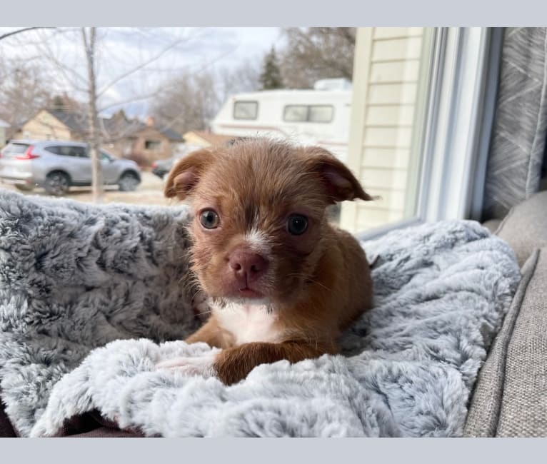 Penny, a Boston Terrier and Pekingese mix tested with EmbarkVet.com