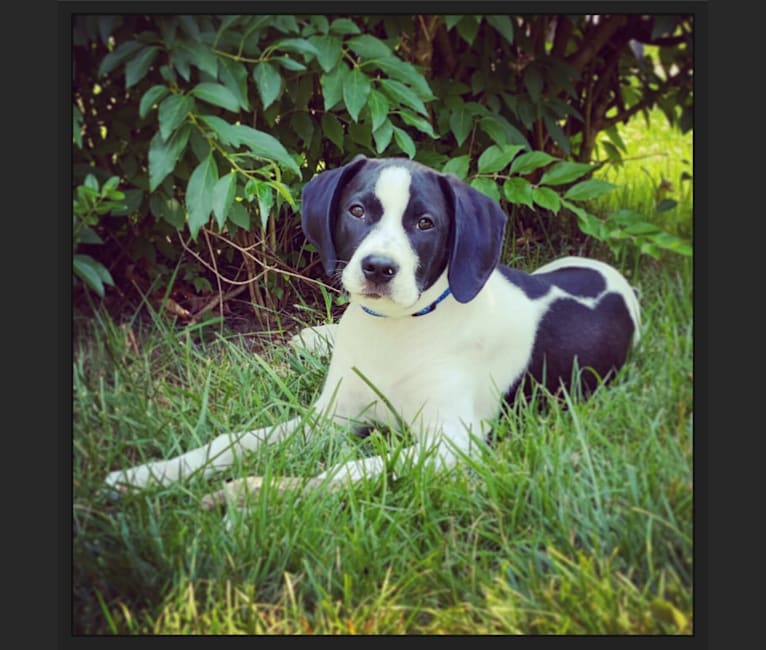 Rocco, a Treeing Walker Coonhound and American Pit Bull Terrier mix tested with EmbarkVet.com