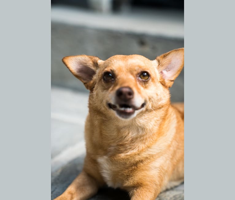 Ferdie, a Chihuahua and Pomeranian mix tested with EmbarkVet.com