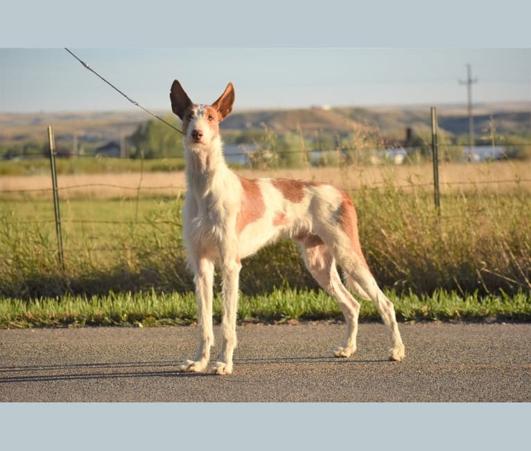 Photo of Bowie, an Ibizan Hound  in Billings, MT, USA