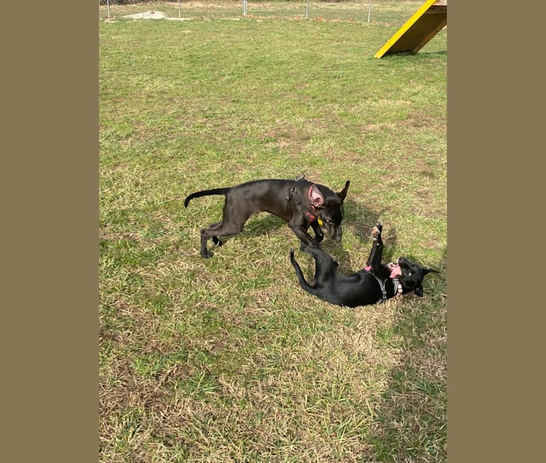 Luna, a Mountain Cur and Russell-type Terrier mix tested with EmbarkVet.com
