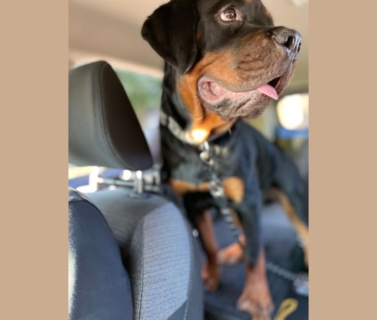 Chompy, a Rottweiler tested with EmbarkVet.com