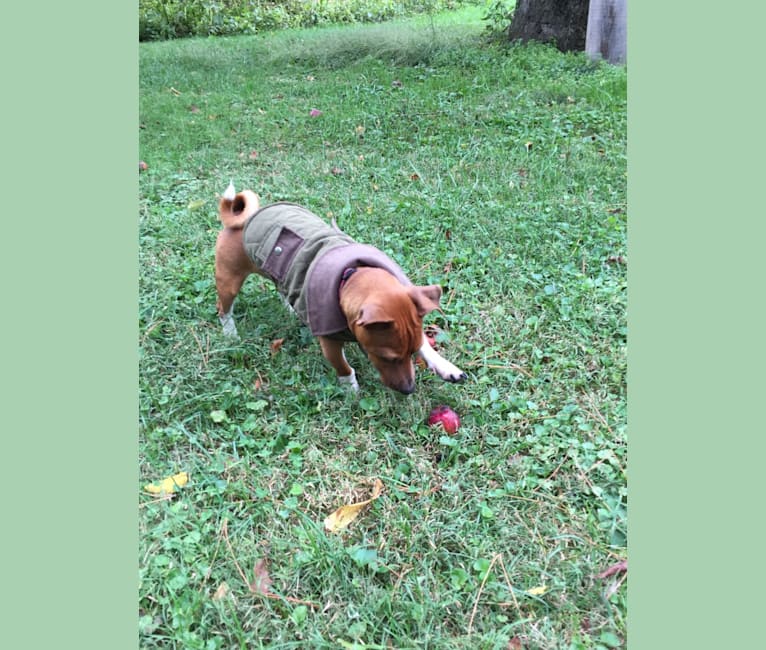 Romeo, a Taco Terrier tested with EmbarkVet.com