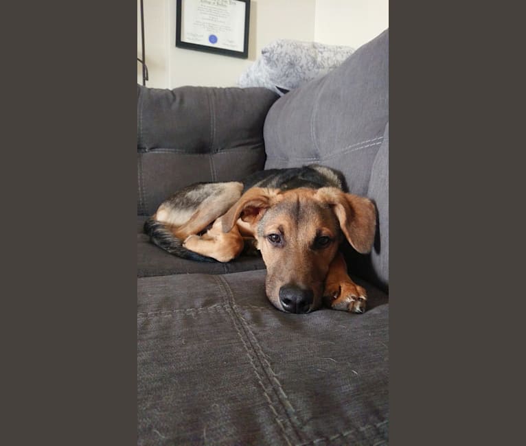 Koda (Simon), a Formosan Mountain Dog and Golden Retriever mix tested with EmbarkVet.com