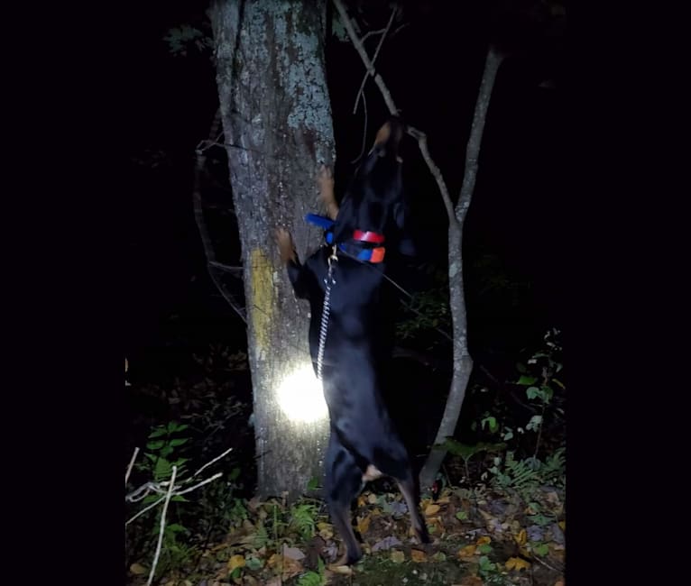 Wyatt, an American Leopard Hound tested with EmbarkVet.com