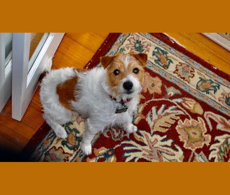 Photo of Sophie Jeannette, a Russell-type Terrier  in Oneonta, AL, USA