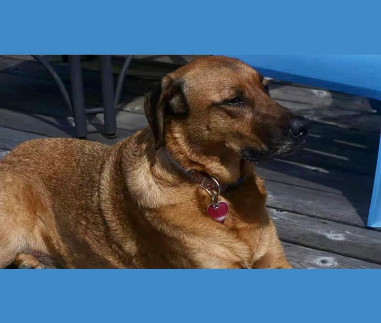 Sansa, a Labrador Retriever and German Shepherd Dog mix tested with EmbarkVet.com
