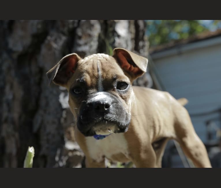 Echo, a Boxer and Boston Terrier mix tested with EmbarkVet.com