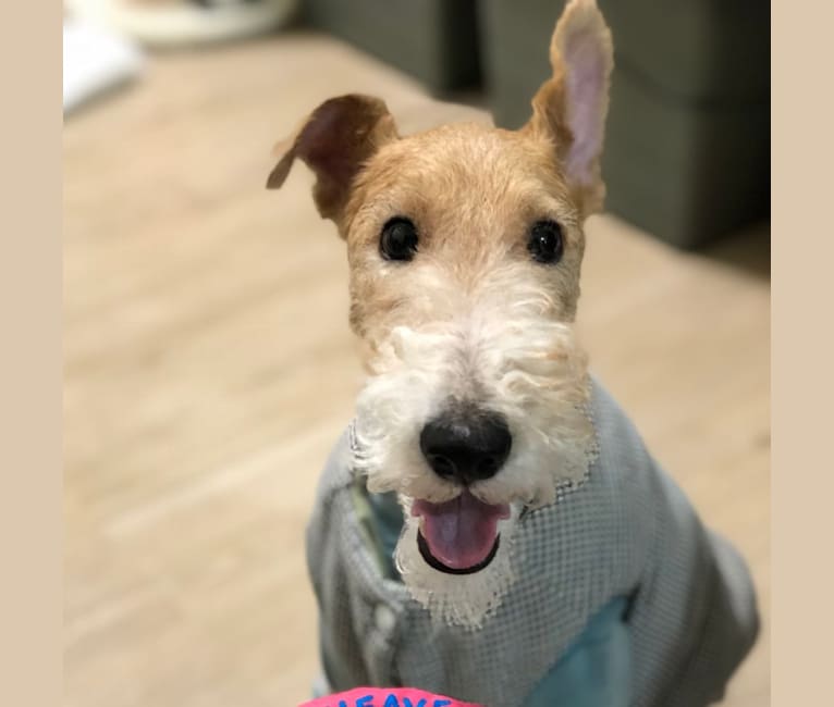 Marco, a Wire Fox Terrier tested with EmbarkVet.com