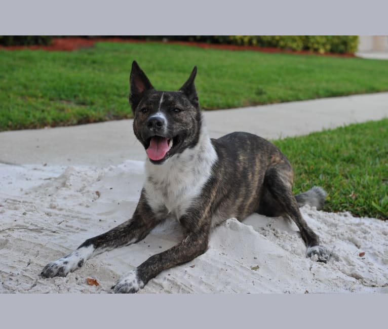 Mojo, an Australian Cattle Dog and American Pit Bull Terrier mix tested with EmbarkVet.com