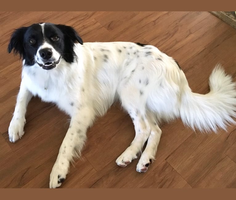 Oliver, a Border Collie and Australian Shepherd mix tested with EmbarkVet.com